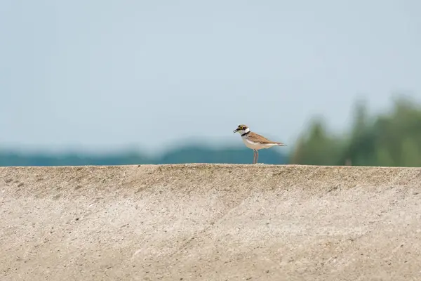 stock image Common ringed plover (Charadrius hiaticula) a medium-sized migratory bird, the animal stands on a concrete wall on a sunny summer day.