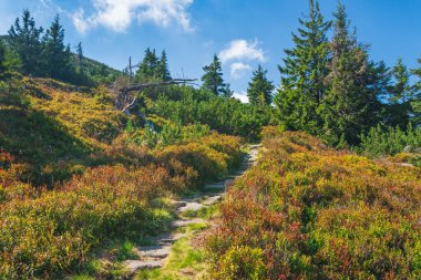Karkonosze Dağları, Batı Sudetleri, ormanın içinden dağın tepesine uzanan kayalık dağ yürüyüşü patikaları. Güneşli bir günde Alp bitkisi.