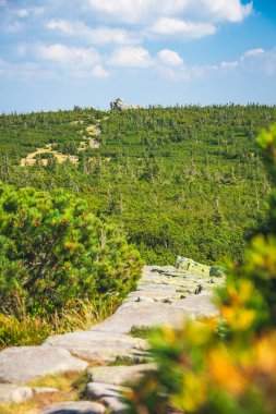 Karkonosze Dağları, Batı Sudetleri, Ptasi Kamien zirvesi manzaralı dağ manzarası. Rocky yolu, yeşil alp bitkisi Yazın güneşli bir günde.