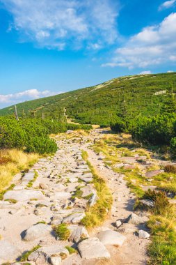 Karkonosze Dağları, Batı Sudetleri, dağlık bir patikadaki dağ manzarası, dağlık bitki örtüsü arasındaki kayalık yol dağın zirvesine çıkar, bir yaz günü manzarası..