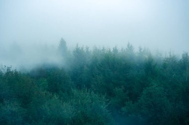 Yoğun sis ağaçların üzerinden, sık ormanın üst görüntüsü sabahları.