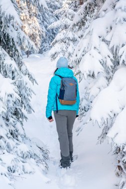 Doğu Sudetes, dağda karla kaplı bir patikada yürüyüş yapan genç bir kadın, ormanda beyaz kar üzerinde yürür ve karla kaplı ağaçlara, dağlardaki kış manzarasına bakar..