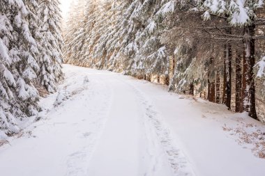 Doğu Sudetes, karla kaplı dağ yürüyüşü patikaları, karla kaplı ormanın içinden dağın zirvesine çıkar ve ağaçların üzerinden sis, güneşli bir günde dağlarda kış manzarası.