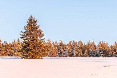 Doğu Sudetes 'in dağlardaki kış manzaraları, açıklığın kenarında sık ormanlarla kaplı karla kaplı çayırlar. Gün batımında yürüyüş parkurundan görüntüle.