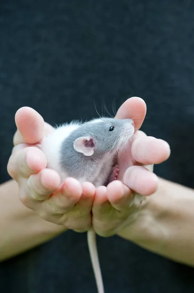 Portret Lub Mały Szaro Biały Szczur Siedzący Bezpiecznie Ludzkich Dłoniach — Zdjęcie stockowe