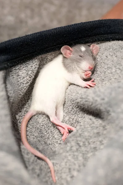 Kis Aranyos Szürke Fehér Dumbo Patkány Biztonságban Alszik Otthon Függőleges — Stock Fotó