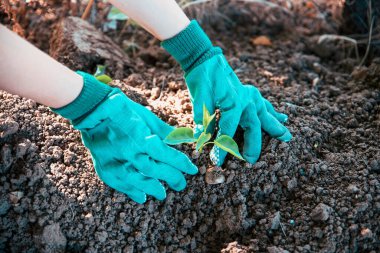 Bahçeye bitki eken kadın manzarası