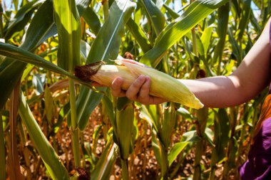 Çiftçi eli mısır tarlasını tutuyor. hasat.