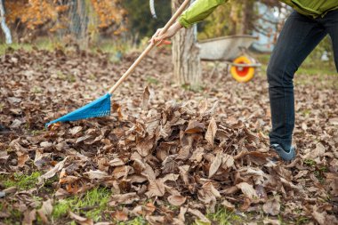 Bahçıvan bahçede tırmık kazıyor. 
