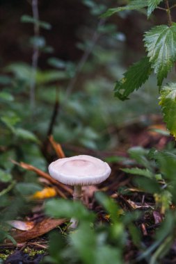 Mantar toplama mevsiminde ormanda mantarlar. Beyaz mantar. Ormandaki yosun üzerinde mantar miselyumu. Vahşi doğada büyük mantarlar. mantar bitkileri