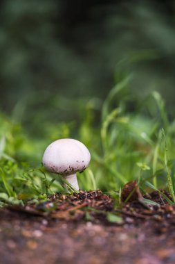 Mantar toplama mevsiminde ormanda mantarlar. Beyaz mantar. Ormandaki yosun üzerinde mantar miselyumu. Vahşi doğada büyük mantarlar. mantar bitkileri