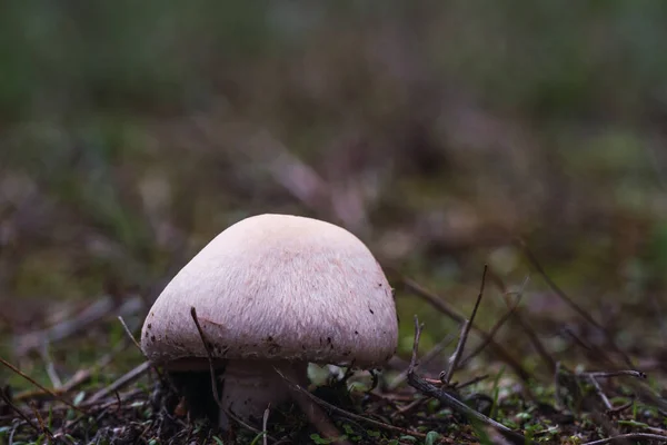 mushrooms in the forest during the mushroom picking season. white fungus. Fungal mycelium on moss in a forest. Large boletus mushrooms in the wild. mushroom plants