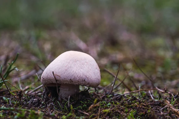 mushrooms in the forest during the mushroom picking season. white fungus. Fungal mycelium on moss in a forest. Large boletus mushrooms in the wild. mushroom plants