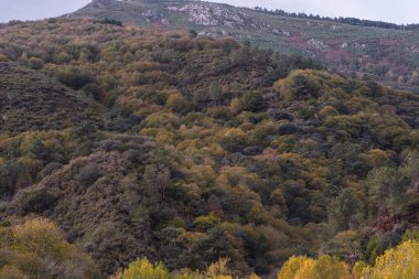 Ribas do Sil, Galiçya, İspanya 'daki dağlarda doğal orman kütleleri. Sonbahar manzarası