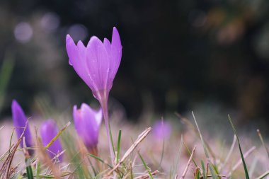 Güzelim sonbahar çiçeğini, bulanık bir arka plan ve kenar manzaraya yakın tut.