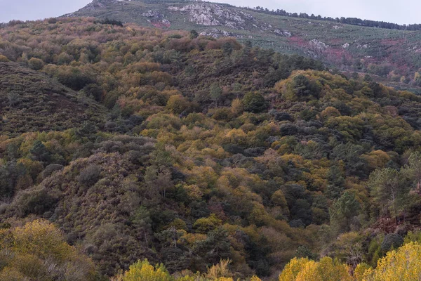 stock image Mass of native forest in the mountains in Ribas do Sil, Galicia, Spain. autumn landscape