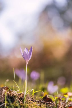Crocus bitkisi yerde, Crocus sativus çiçeği tarlası, sonbaharda daha yakın görüş.