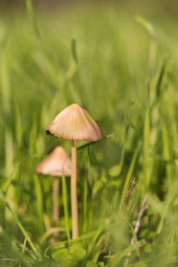 Mantar toplama mevsiminde ormanda mantarlar. Beyaz mantar. Ormandaki yosun üzerinde mantar miselyumu. Vahşi doğada büyük bir boletus. mantar bitkileri