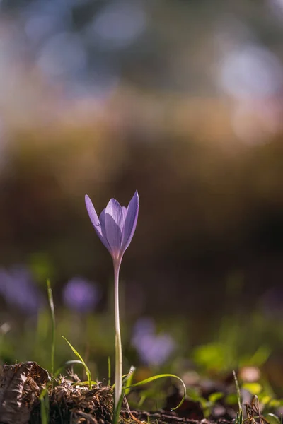 stock image Crocus plant on the ground, Crocus sativus flower field, closer view in the fall