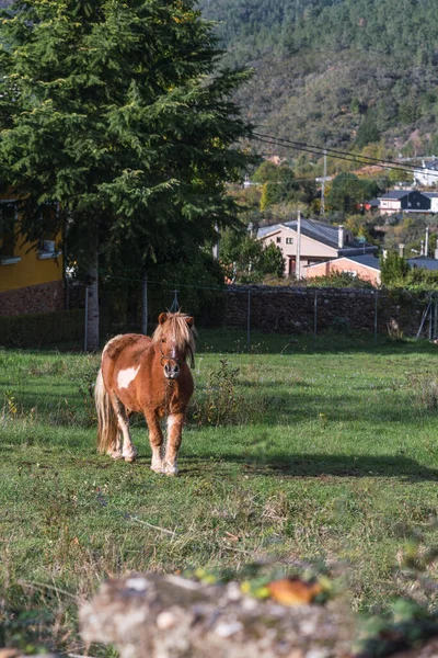 Beautiful Imposing Pony Posing Pasture — Stock Photo, Image