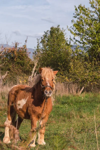 Schönes Imposantes Pony Posiert Auf Der Weide — Stockfoto