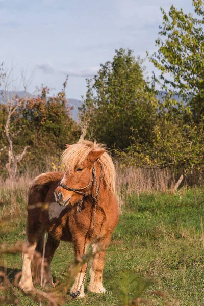 Beau Poney Imposant Posant Dans Les Pâturages — Photo