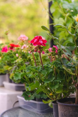 Dışarıdaki, dolaptaki masanın üstündeki çömleğe çiçek nakleden bir kadın.
