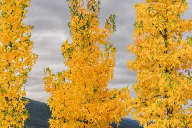 Arka planda trompet numarası olan altın yapraklı sonbahar ağacı