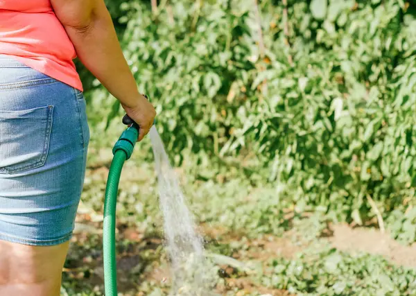 Manual water in the garden. The woman waters plants with a hose on a sunny summer day. Care of plants in the country. The woman\'s hands hold a hose with water while watering the plants.