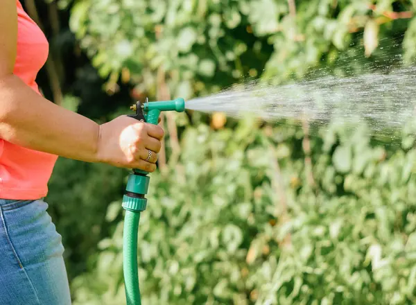 Manual water in the garden. The woman waters plants with a hose on a sunny summer day. Care of plants in the country. The woman\'s hands hold a hose with water while watering the plants.