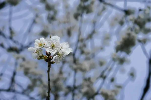 Άνθη Κερασιάς Αιχμαλωτίζουν Λεπτότητα Των Λευκών Πετάλων Αντίθεση Ξυλώδη Κλαδιά Φωτογραφία Αρχείου