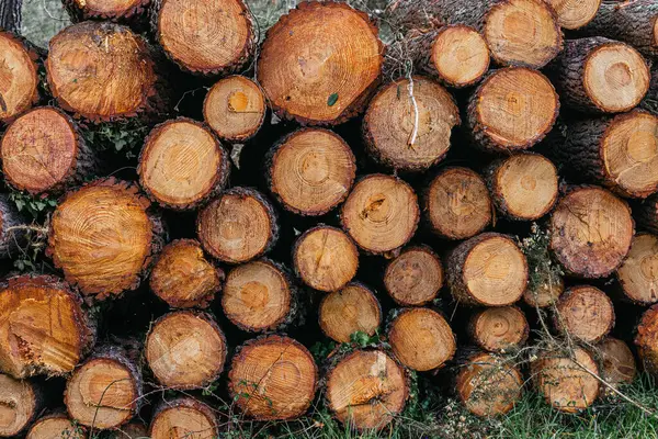 The orderly arrangement of stacked trees forms a rustic backdrop, accentuated by the texture of the rough bark and the geometric lines of the sawn boards.