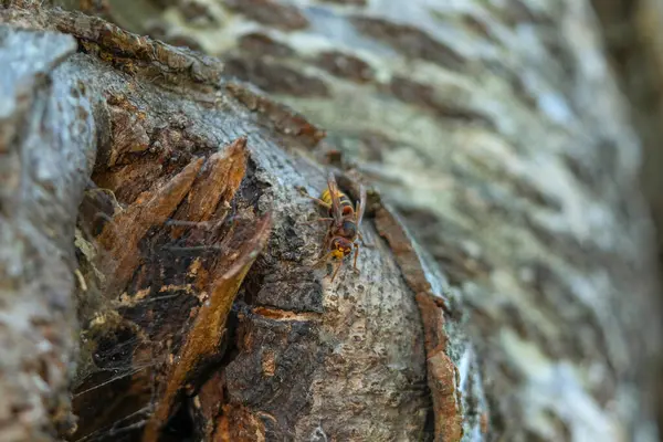 stock image A Galician wasp peeks out from a hole in the bark of a tree. The insect, with its characteristic black and yellow body, is surrounded by the rough, aged texture of the trunk