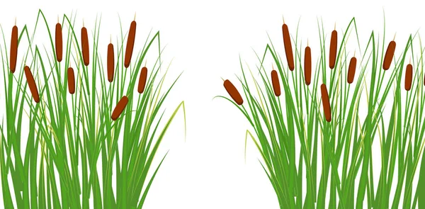 Schilf Grünen Gras Sumpf Und Flusspflanzen Vektorflache Illustration — Stockvektor