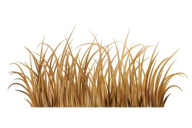 Dry brown grass. Yellow dead field plants on meadow. Prairie scene isolated on white background. Autumn realistic farm vegetation