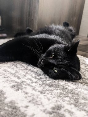 Handsome Black Cat in an RV