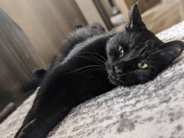 Handsome Black Cat in an RV