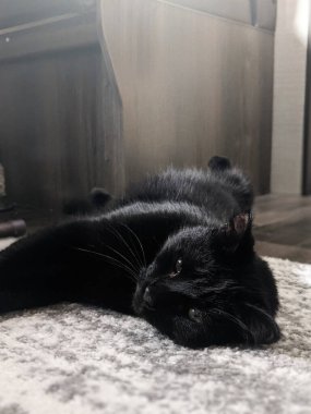 Handsome Black Cat in an RV