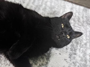 Handsome Black Cat in an RV