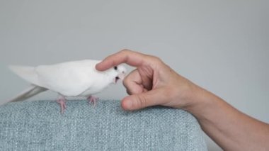 Albino kakatiel sahibinin elini ısırıyor. Beyaz yüzlü Lutinos mutasyonu.