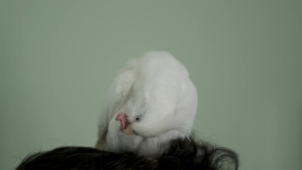 Albino Cockatiel Preening Sulla Testa Del Suo Proprietario Mutazione Lutinos — Video Stock