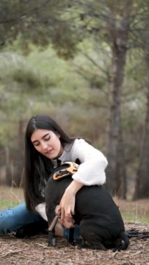 Beyaz bir kadın çam ormanında köpek koşumu takıyor. Amerikan Stadyumu ve Fransız Bulldog melezi..