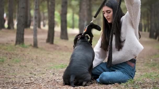 年轻的高加索女人在松林上系上狗的安全带 美国斯塔福德郡和法国斗牛犬混种 — 图库视频影像