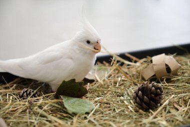 Albino kakatiel yemek tepsisinde oynuyor, çevreyi zenginleştiriyor. Beyaz yüzlü Lutinos mutasyonu.