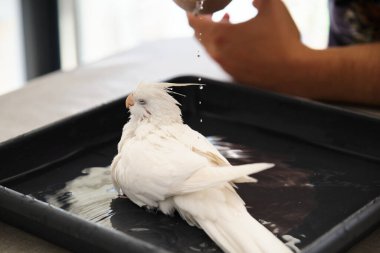 Sahibi albino papağanını yıkıyor. Beyaz yüzlü Lutinos mutasyonu.