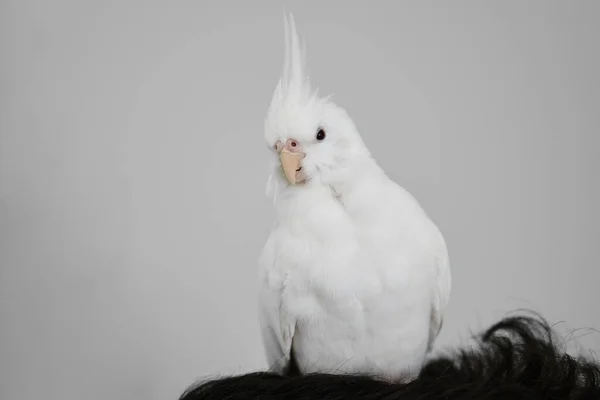 Albino Cockatiel Sulla Testa Del Suo Proprietario Mutazione Lutinos Dalla — Foto Stock
