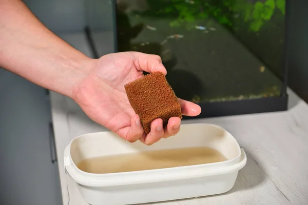 Feche Uma Mão Mostrando Espuma Filtro Tanque Peixe Depois Limpá — Fotografia de Stock