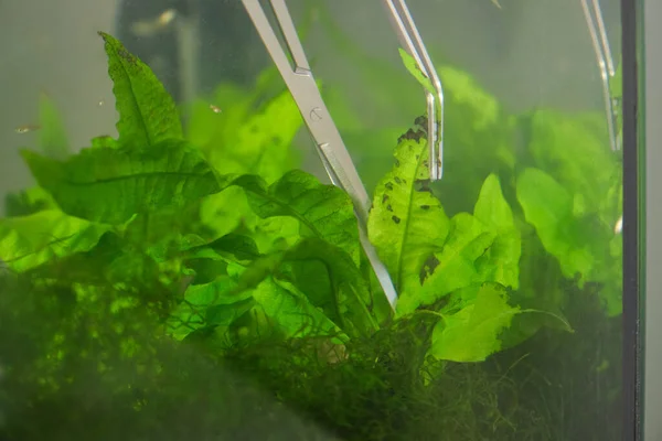 Sluiten Van Schaar Pincet Snoeien Van Waterplanten Een Aquarium Aquariumonderhoud — Stockfoto