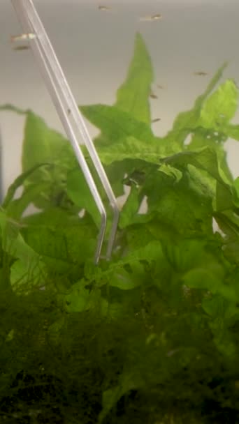 Sluiten Van Schaar Pincet Snoeien Van Waterplanten Een Aquarium Aquariumonderhoud — Stockvideo