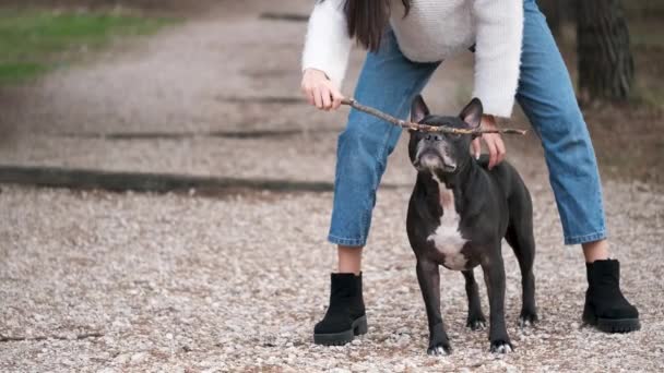Onherkenbare Vrouw Spelen Met Haar Amerikaanse Staffordshire Franse Bulldog Gemengd — Stockvideo
